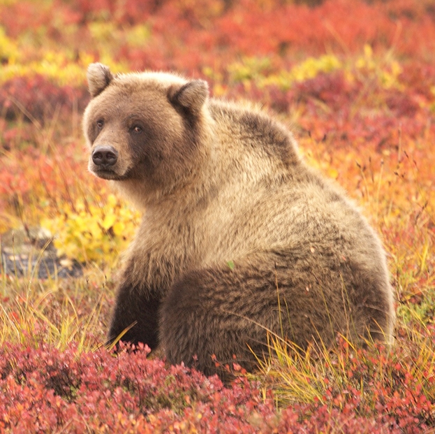 A brown bear sits in a field of autumn flowers
